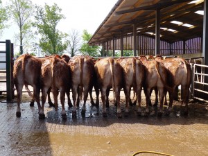 20 Month Limousin Heifers For Sale May 2014