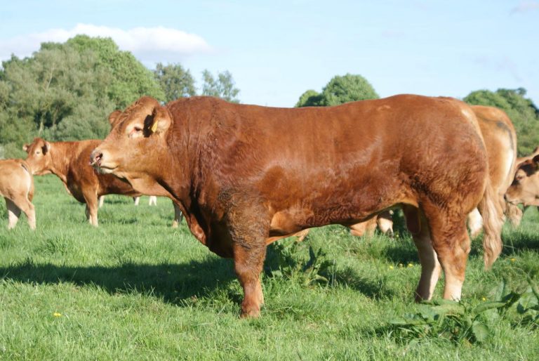 Limousin Stock Bulls – The Killerton Herd