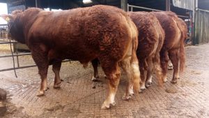 18 month old bulls ready for sales 