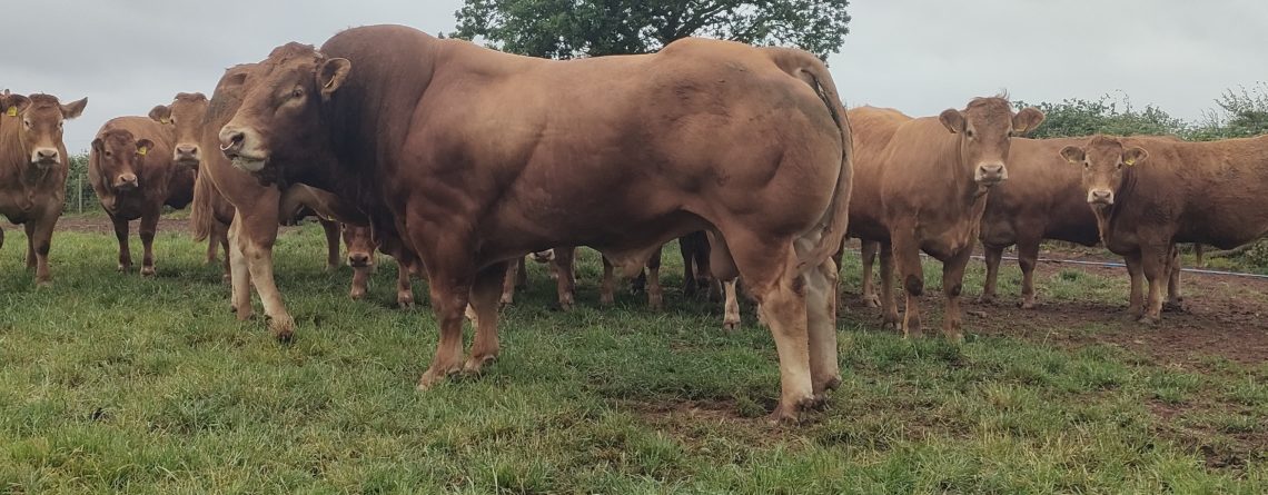 KILLERTON LIMOUSIN HERD News Update June 2025