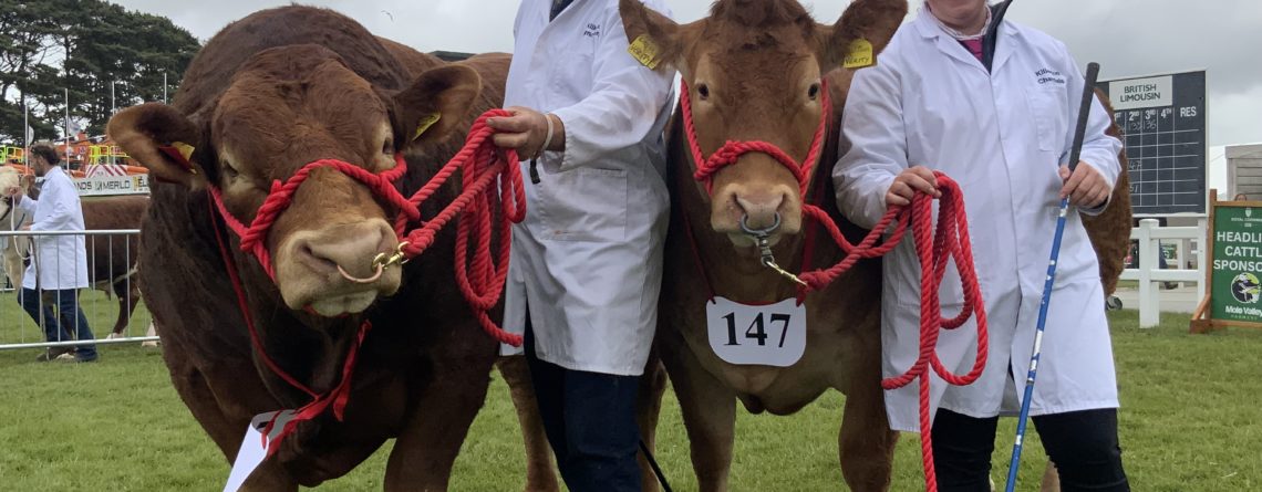 Killerton Limousin Monthly Diary – August 2026