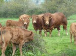 Kaprico Donato with pedigree calves and cows