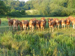 Killerton Limousin Heifers July 2016