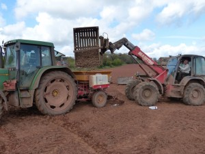 Killerton Limousin Potato Picking