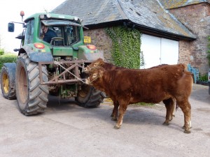 Killerton Limousin halter training