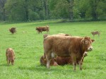 Killerton Spring 2014 born Limousin Calves
