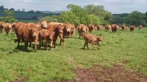 Killerton Herd